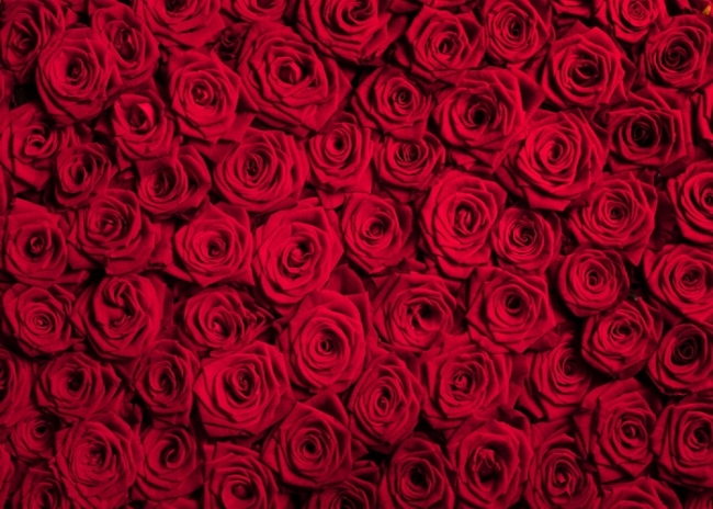 Red Rose Flower Background Valentine S Day Backdrop