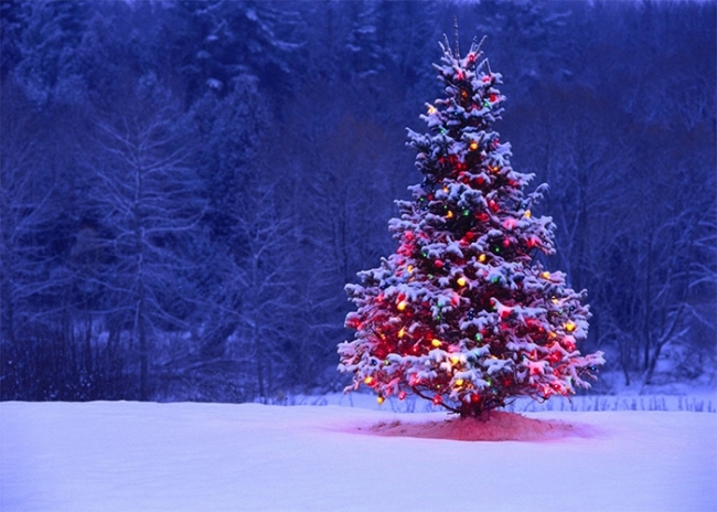 Snow Covered Lights Decoration Christmas Tree Backdrop Party Photography Background