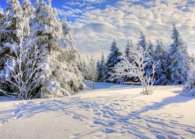 snow white photography background