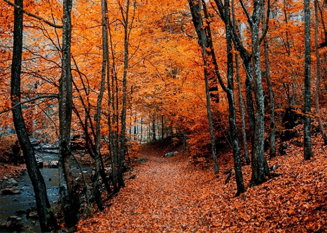 Forest Background Fall Maple R Entry Fallen Red Maple Leaf Forest Fall Backdrop Studio Portrait Photography ...