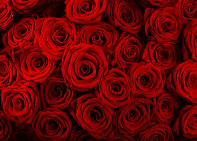 8x6.5ft Romantic Blooming Red Rose Flowers Vinyl Photography Background Graceful Floral Wedding Stage Backdrop Valentines Day Banner Bridal Shower Indoor Decors Wallpaper Studio