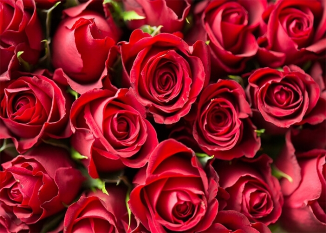 8x6.5ft Romantic Red Rose Vinyl Photography Backdrops Glitter Bokeh Haloes Vinyl Photography Background Wedding Photo Studio Newlywed Couples Portraits Shoot Valentines Day Greeting Card 8x6.5ft Romantic Red Rose Vinyl Photography Backdrops Glitter Bokeh Haloes Vinyl Photography Background Wedding Photo Studio Newlywed Couples Portraits Shoot Valentines Day Greeting Card