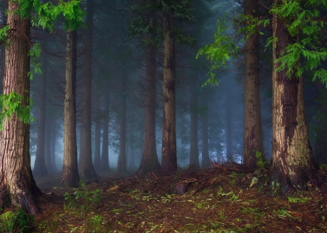 Fog Diffuse Jungle Enchanted Forest Backdrop Stage Photography Background