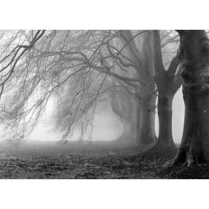 White Fog Scary Forest Halloween Party Backdrop Studio Photography Background Prop