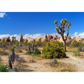 Desert Cactus Backdrop Scenic Photography Background
