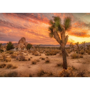 In The Sunset Desert Cactus Backdrop Stage Party Photography Background