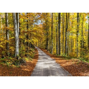 On Both Sides Of The Road Forest Fall Backdrop Studio Portrait Photography Background