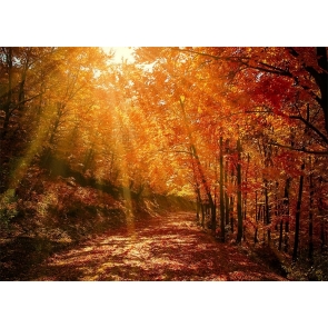 In The Sun Red Maple Leaf Forest Fall Backdrop Studio Portrait Photography Background