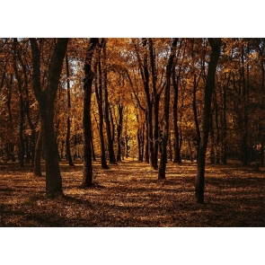 Forest Fall Backdrop Studio Portrait Photography Background