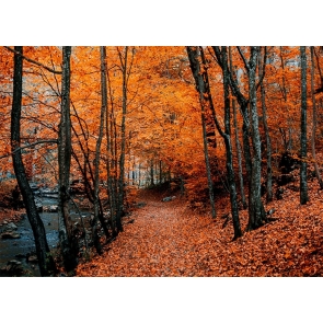 Fallen Red Maple Leaf Forest Fall Backdrop Studio Portrait Photography Background