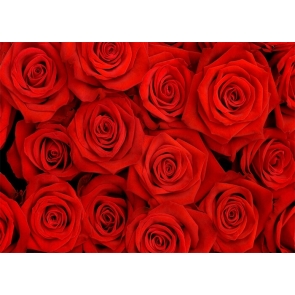 Red Rose Wall Backdrop Valentines Day Wedding Photography Background