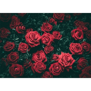 Red Rose Wall Backdrop Valentines Wedding Photography Background