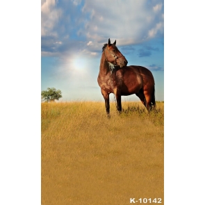 African Safari Photography Background Wild Horse Backdrop 