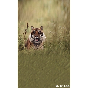 African Safari Photography Background Tiger Themed Backdrop 