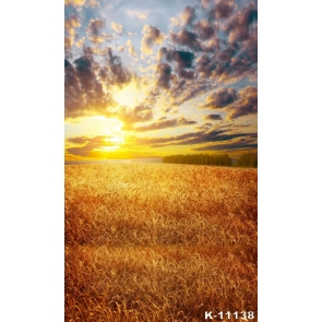 Yellow Dogtail Grass Field Sunset Scenic Photo Studio Backdrops