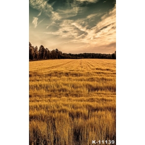 Wide Yellow Wheat Field Scenic Rustic Backdrops for Photography