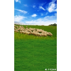 White Sheep on Green Grasslands Scenic Photography Backgrounds and Props