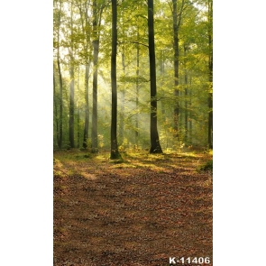 Sunlight Shines Forest Scenic Rustic Backdrops for Photography