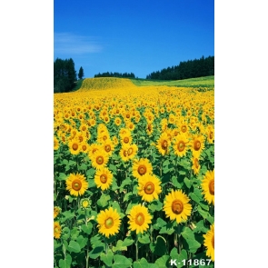 Blue Sky Whole Piece Sunflower Flower Land Diy Sunflower Backdrop