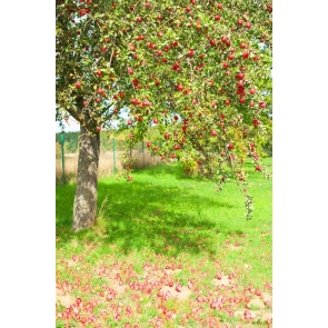 Red Apple Tree Backdrop Portrait Photography Background Prop