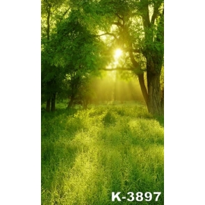 Spring Green Meadow Sunshine Through Trees Rustic Backdrops for Photography