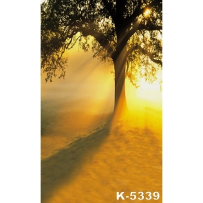 Scenic Sunlight Big Tree Backdrop Background for Photography