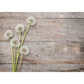 White Dandelion on Horizontal Texture Wood Drop Studios Backdrops