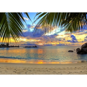 In The Sunset Palm Tree Leaf Ocean Beach Backdrop Photography Background