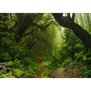 Under Green Big Tree Forest Backdrop Jungle Photography Background