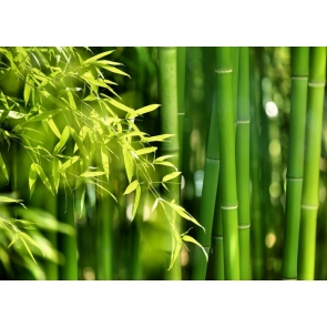 Green Bamboo Party Backdrop Photography Background